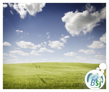 Champ de blé sous un ciel bleu